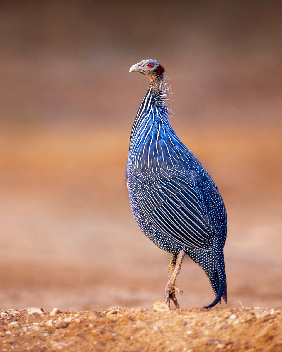 The Vulturine Guineafowl is often referred to as the "royal guineafowl”. They’re named for their bald head and neck, which resembles a vulture, but also notice the chestnut feathers on the back of the head.

Shot with: Canon R5, Canon EF 600mm f4 III