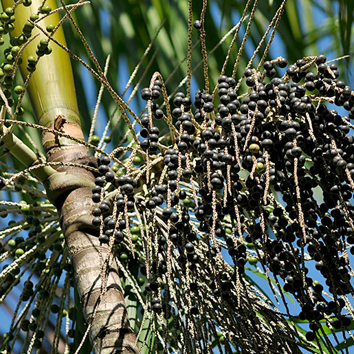 ChildLaborCLC's tweet photo. In Brazil, children help harvest acai, climbing trees that sometimes reach 60 and 80 feet. We recently spoke with a dissertation writer who was alarmed by some of the health and safety concerns. #foodies #acai https://t.co/kzmSsPCouu