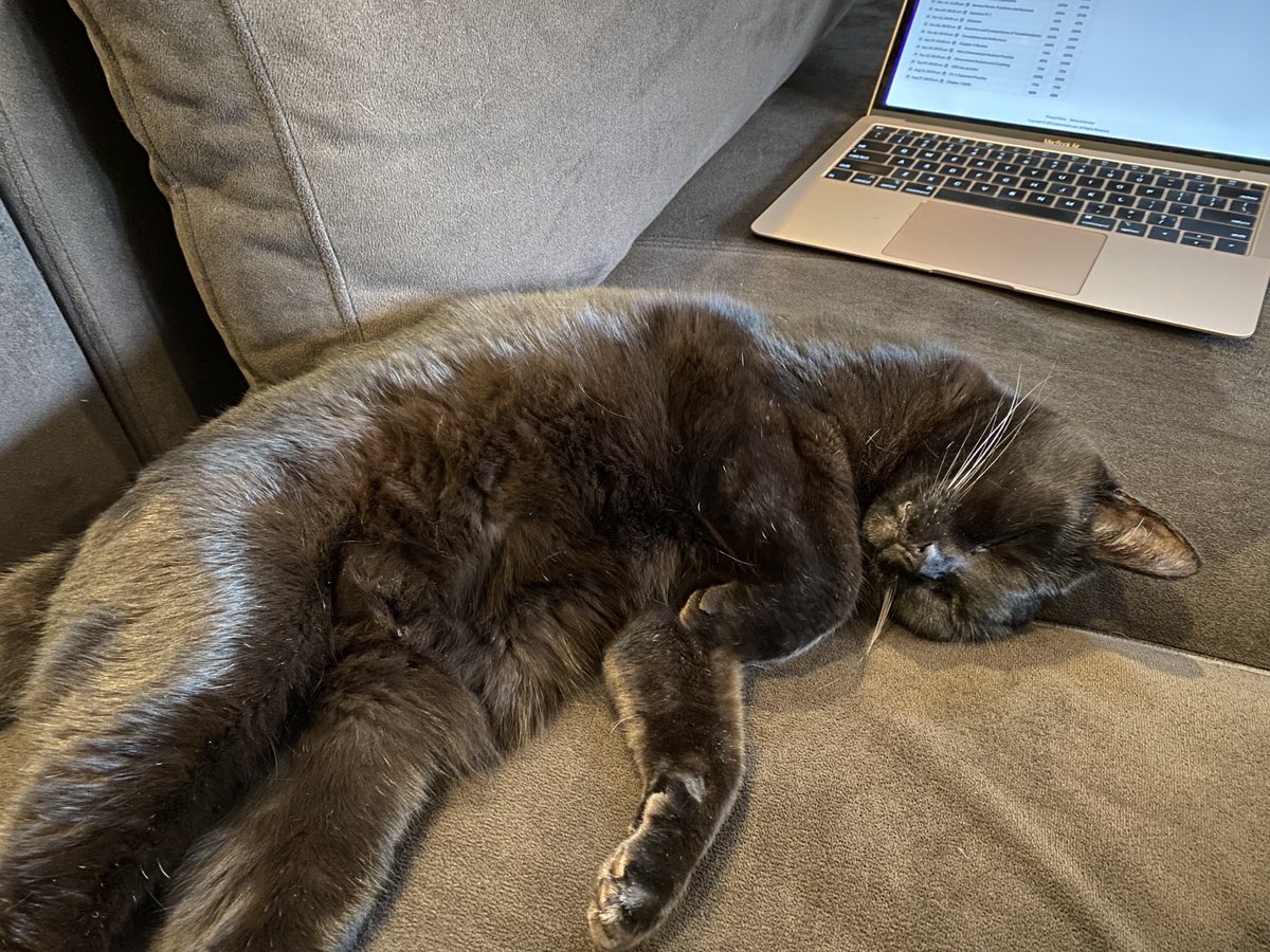 ReynoldsMath's tweet image. I ask you this… how am I supposed to get my grading done with all this #caturday happening? #teamUMS #usdlearns