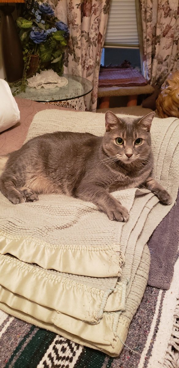 Good morning my Twitterpeeps! Happy Caturday 🐈‍⬛
I hope everyone has a fantastic Saturday! Ghost says good morning also!