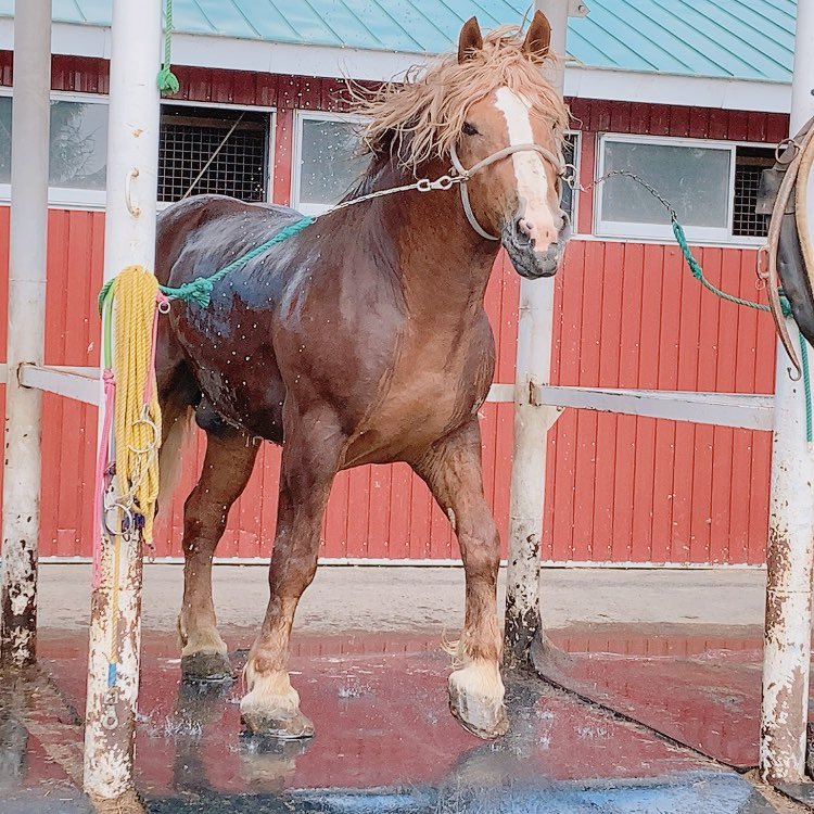 ばんえいウマ娘トレンドで、ばん馬流行るのいいねいいね!

帯広の牧場でばん馬近くでみたけどほんとでっかいしこんな細い紐で繋がれて大人しくついていくし仔馬でもこの図体なのに紐なしでお利口さんだし
シャワー浴びてるこのイケメン絵アド高すぎるしばん馬はいいぞ 