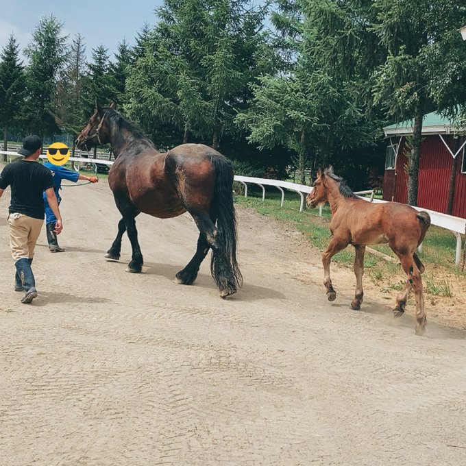 ばんえいウマ娘トレンドで、ばん馬流行るのいいねいいね!

帯広の牧場でばん馬近くでみたけどほんとでっかいしこんな細い紐で繋がれて大人しくついていくし仔馬でもこの図体なのに紐なしでお利口さんだし
シャワー浴びてるこのイケメン絵アド高すぎるしばん馬はいいぞ 