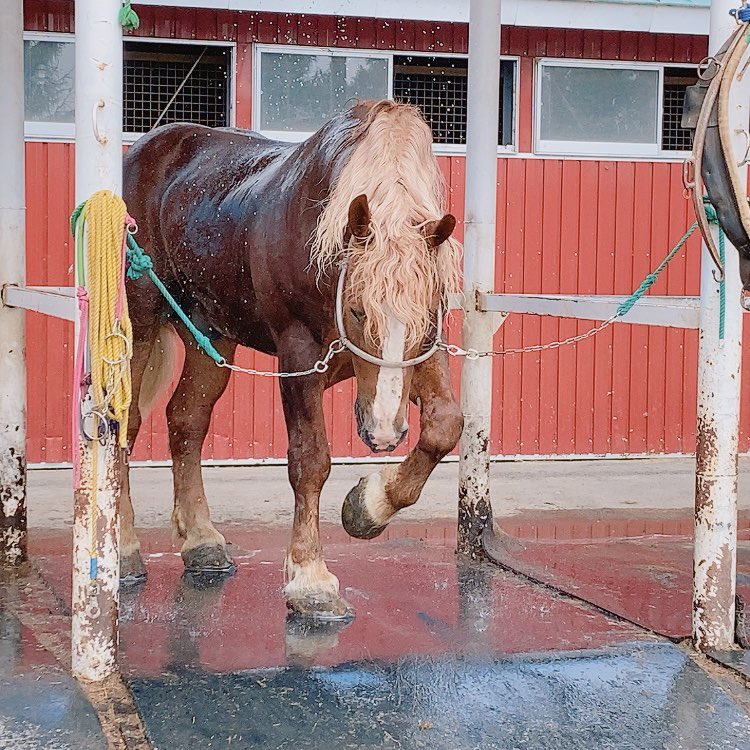 ばんえいウマ娘トレンドで、ばん馬流行るのいいねいいね!

帯広の牧場でばん馬近くでみたけどほんとでっかいしこんな細い紐で繋がれて大人しくついていくし仔馬でもこの図体なのに紐なしでお利口さんだし
シャワー浴びてるこのイケメン絵アド高すぎるしばん馬はいいぞ 