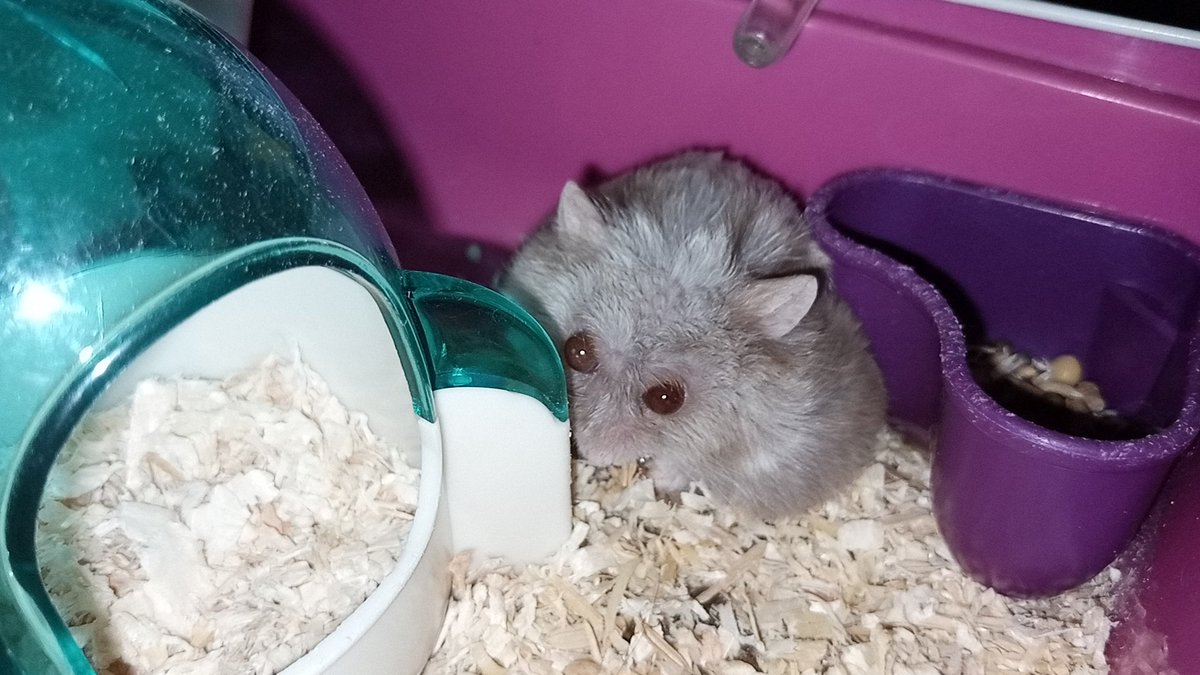 Pipilyn1's tweet photo. @bucinZe @animalfess2 Mmf jbjb kak, hamsterku kena glaukoma juga:") mata kirinya skrg lebih gede dibanding yang kanan. Mmf baru tanya skrg, kmrn penanganan hamster kakak gimana? Untuk 300k daerah mana kak? Terima kasih sebelumnya🙏🏻 https://t.co/AefoZy14sP