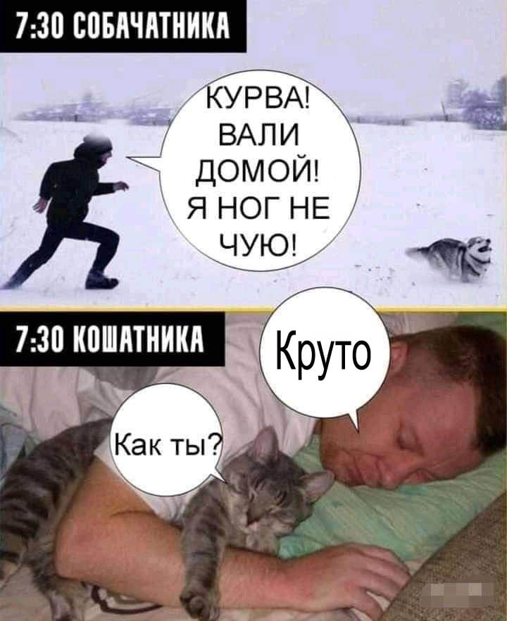 RussianMemesLtd's tweet photo. a dog person at 7:30 am 
kurwa! Go home! I can't feel my legs!

a cat person at 7:30 am 
how are you?
nice https://t.co/29Fn2YPgUn