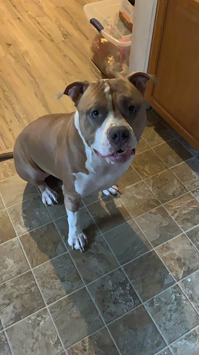 Zoosarevalid2's tweet photo. You wanna see a picture of my sexy dog @SaphhoLewdAD here you go https://t.co/o4EMT9BbwZ