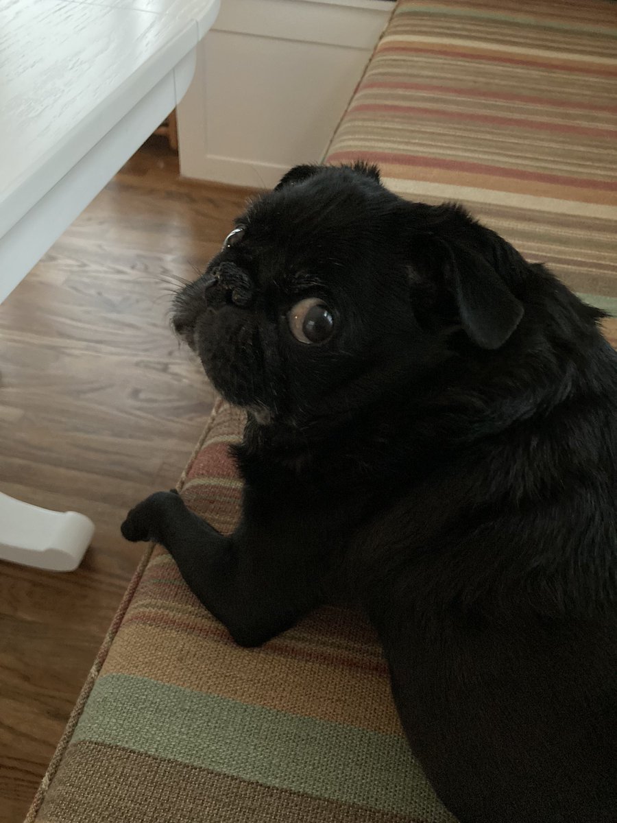 Sitting next to mama ❤️ #pugs #puglife #DogsofTwittter