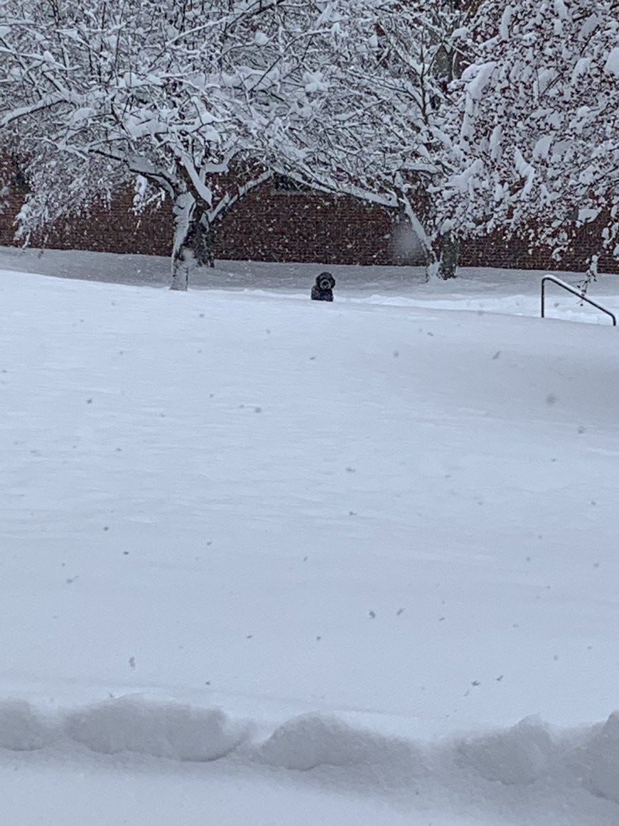 StellaBear8's tweet photo. If I stay veerrrry still, I’m sure I will blend right in and no one will notice me here #notreadytogohome #dogsoftwitter https://t.co/hKqIWMdh2q
