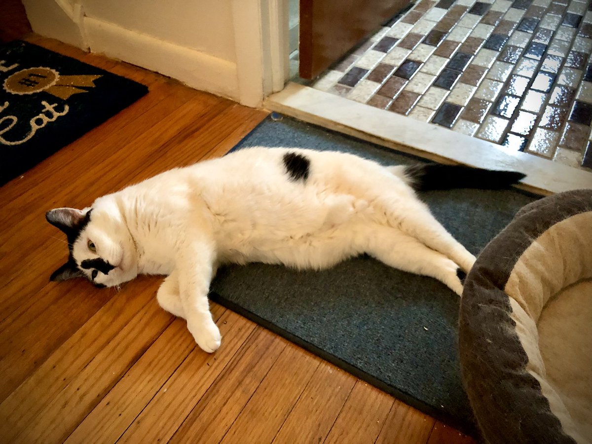 GraceTheNurse's tweet photo. My cat Junior Mint...yet another victim of a food coma attack 😂😂#HappyCaturday #Caturday #CatsofTwittter #fatcat #SaturdayMorning https://t.co/P3kpdjOctm