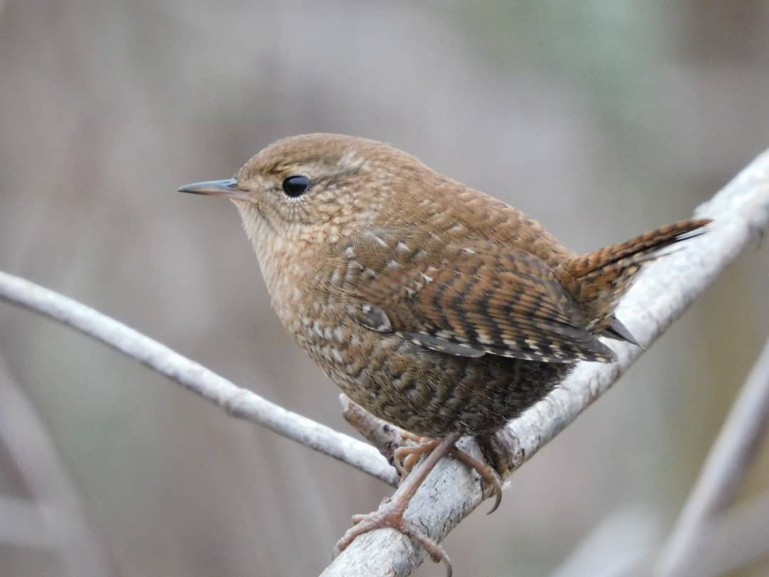 tphilographics's tweet photo. ❄ Winter Wren ❄

November 2020 #winter #birds #ohio #nature #wildlife #weekend https://t.co/FRw2f3rdec