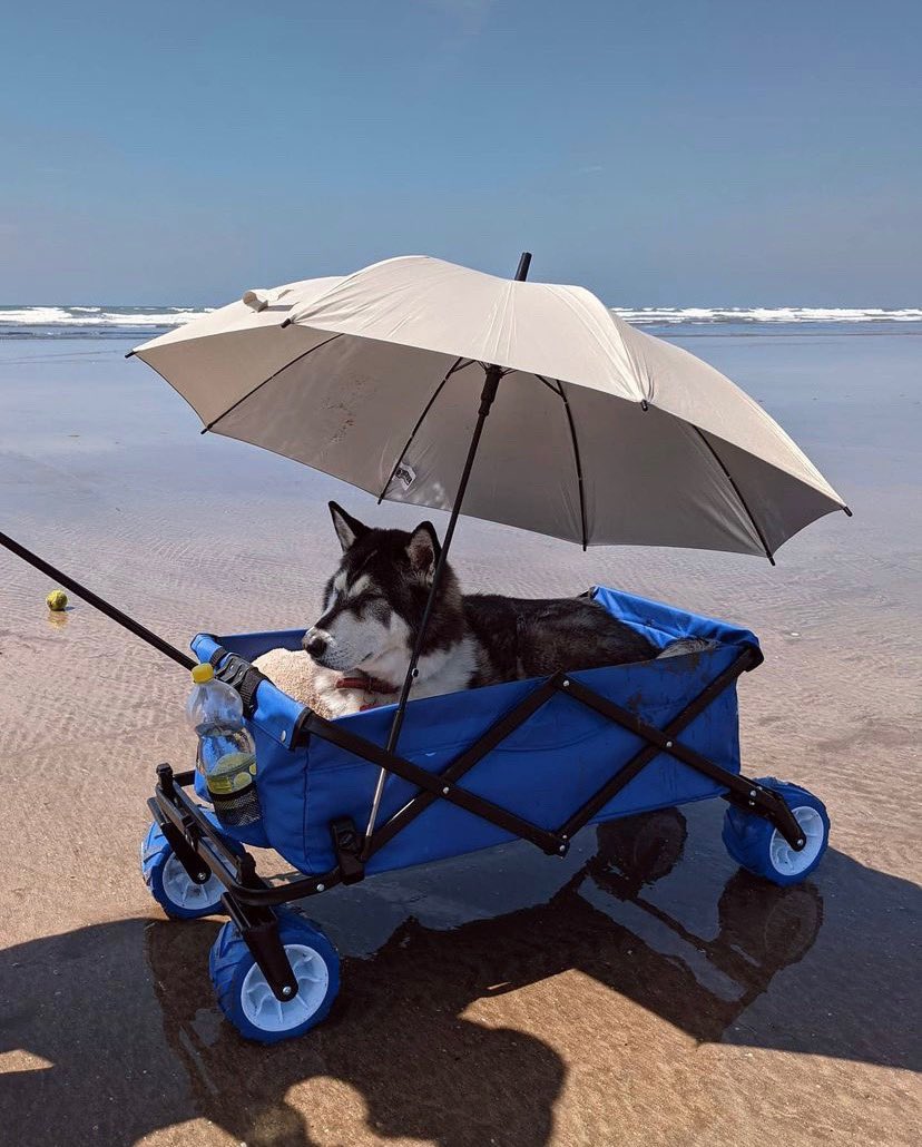 dog_rates's tweet photo. This is Sabre. He recently turned 14 and can no longer walk long distances, but he still loves the beach, so his humans made him a chariot. 14/10 #SeniorPupSaturday https://t.co/umW5ncExT7