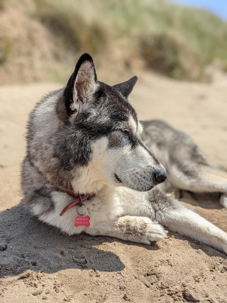 dog_rates's tweet photo. This is Sabre. He recently turned 14 and can no longer walk long distances, but he still loves the beach, so his humans made him a chariot. 14/10 #SeniorPupSaturday https://t.co/umW5ncExT7