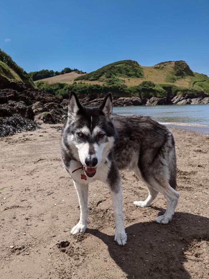 dog_rates's tweet photo. This is Sabre. He recently turned 14 and can no longer walk long distances, but he still loves the beach, so his humans made him a chariot. 14/10 #SeniorPupSaturday https://t.co/umW5ncExT7