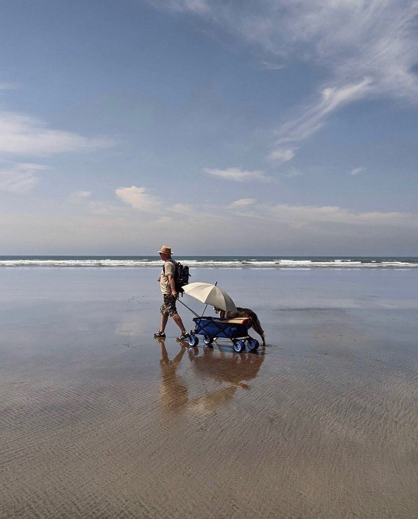dog_rates's tweet photo. This is Sabre. He recently turned 14 and can no longer walk long distances, but he still loves the beach, so his humans made him a chariot. 14/10 #SeniorPupSaturday https://t.co/umW5ncExT7