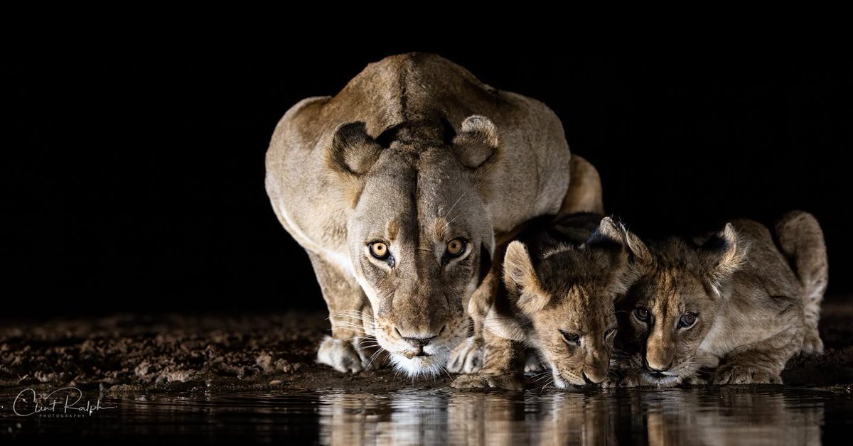 EndangeredMints's tweet photo. A lion mom looks threateningly into the camera as if to say, "I see you, you better not mess with my children."
#NFTs #CNFTs #ADA #ETH #Maternal #Caturday https://t.co/BaZydlckCk