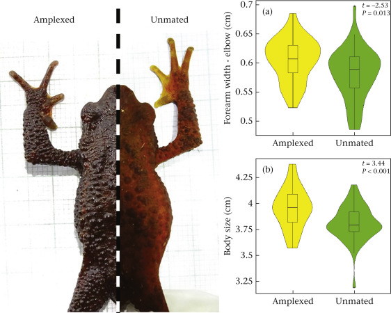 Bibiana Rojas (@biobiiana) on Twitter photo This is SO cool! The amplexus of #harlequin toads (Atelopus) has evolved to last for *MONTHS*! Bravo, <a href="/herpetobeto/">Beto Rueda, PhD.</a> <a href="/CrawfordAJ/">🇺🇦 🇨🇴 🇺🇸 Andrew J. Crawford</a> & Co! 👏👏 Out now in @asab_tweets' #AnBeh #CienciaCriolla 🐸 #herpsci sciencedirect.com/science/articl… This is SO cool! The amplexus of #harlequin toads (Atelopus) has evolved to last for *MONTHS*! Bravo, <a href="/herpetobeto/">Beto Rueda, PhD.</a> <a href="/CrawfordAJ/">🇺🇦 🇨🇴 🇺🇸 Andrew J. Crawford</a> & Co! 👏👏 Out now in @asab_tweets' #AnBeh #CienciaCriolla 🐸 #herpsci sciencedirect.com/science/articl…