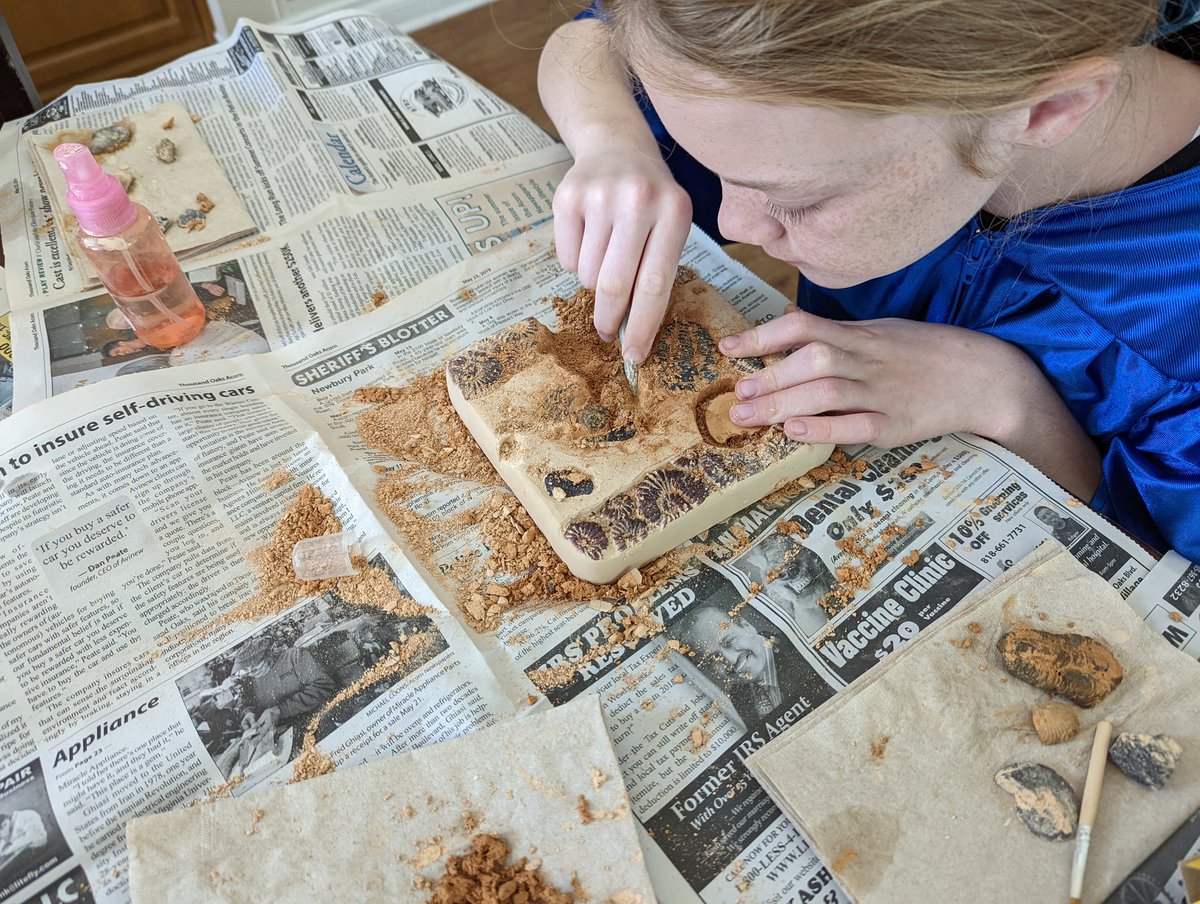 Mirdear1's tweet photo. Fossil digging is so messy but fun. https://t.co/JXBkWX6eTR