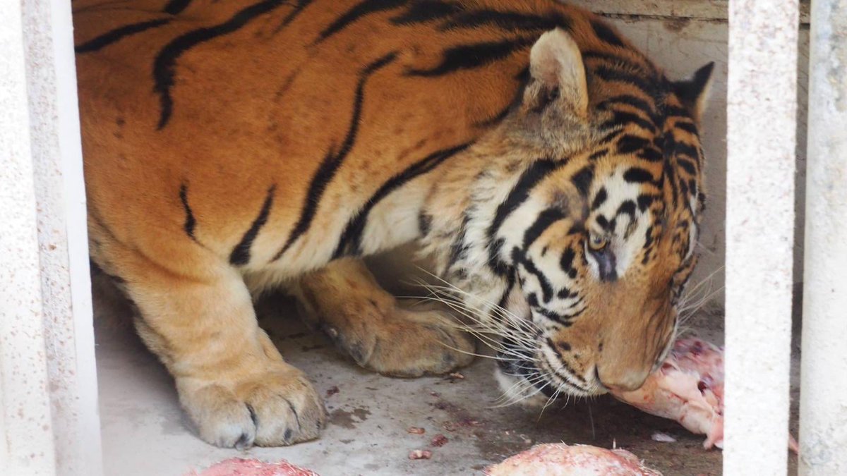 🐔Chicken Run #12 done! During this #YearOfTheTiger, we're hoping to do bigger and better things for the Temple Tigers, so stay tuned!🐯
Pictured: Hanfa, Dao Dang, Sangdao, Titan, Fire, Comet, Storm, Dao Lurk Jr, Angkor, Windy, Nanfa, Flower &amp; Fadang 3!