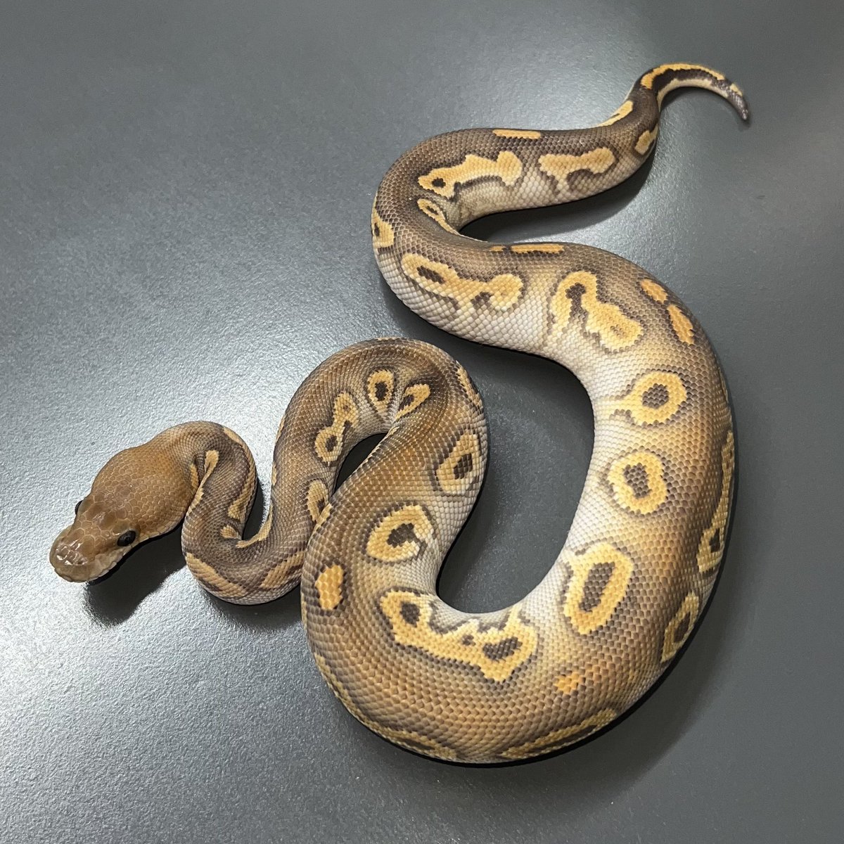 こぶら•*¨*•.¸♬︎ 06shockwave on X