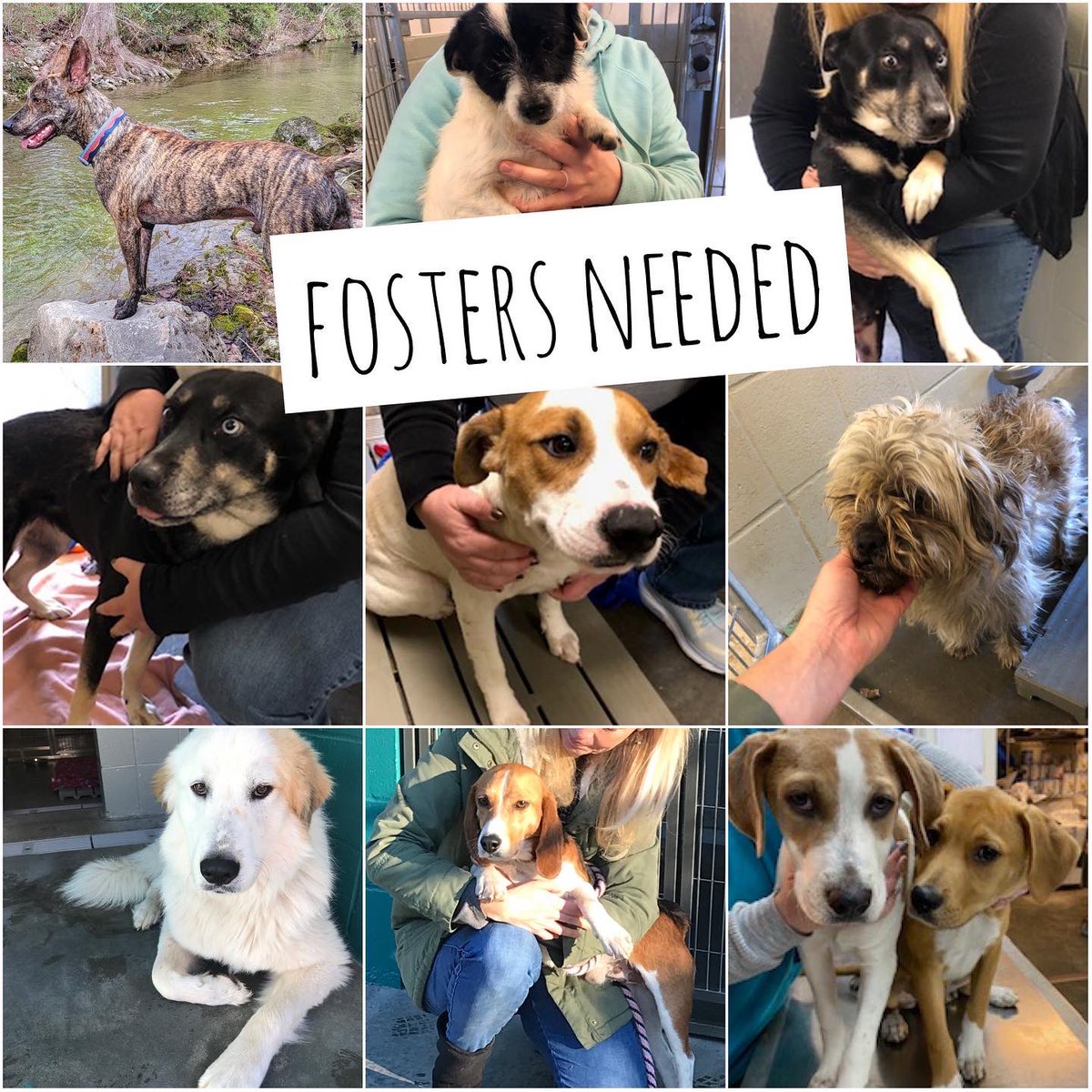 Fosters needed! Consider opening your heart and home for one of these sweet babies. Email Katie at KHasse@petconnectrescue.org if you can help.