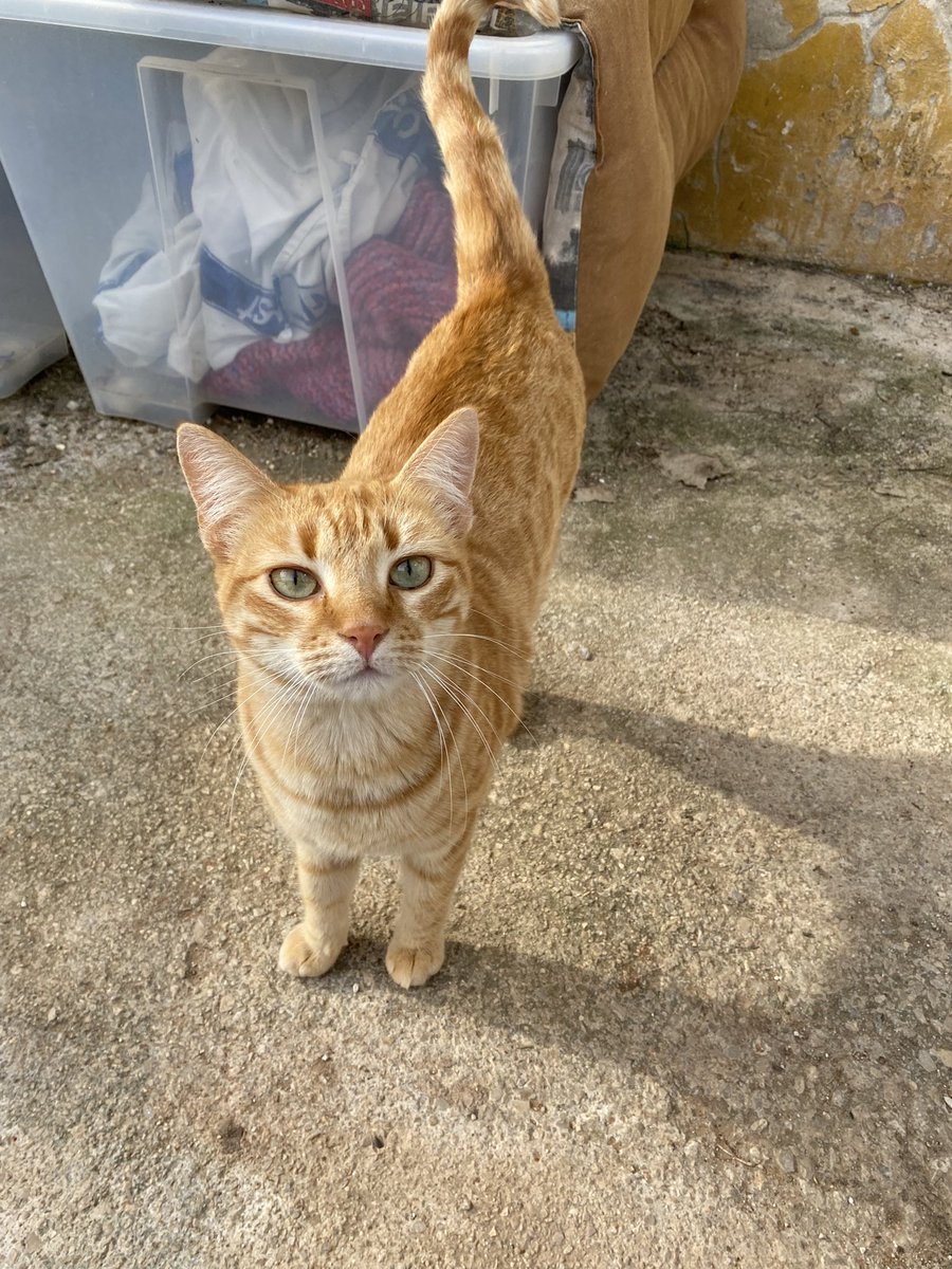 Flo0aguilera's tweet photo. Fotos de gatitos para alegraros el día✨✨✨ https://t.co/zNGHoSpWHy