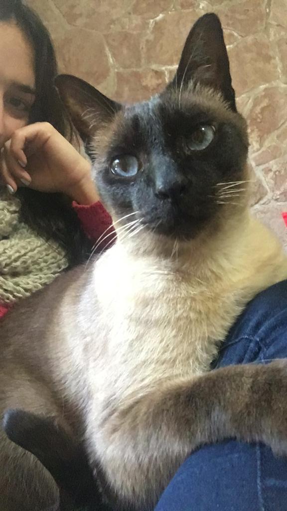 Se perdió Miko, la noche del jueves en zona 9 de julio y Gral López (Santa Fe) Tiene 12 años y es la compañía de mi abuela. Se agradece el retweet.