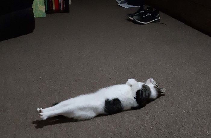 Cat Dealer (@catpicsdealer) on Twitter photo 