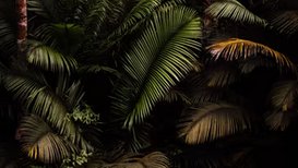 aboutplacejourn's tweet photo. 🎧Listen to Eric Dovigi's very moving piece:

 'Threnody for the Burning Amazon.' 

@DovigiEric is interested in writing about climate destruction, individual responsibility, and fiction concerning family grief.

https://t.co/KYDUauSlBz https://t.co/bJbPgZRRLr