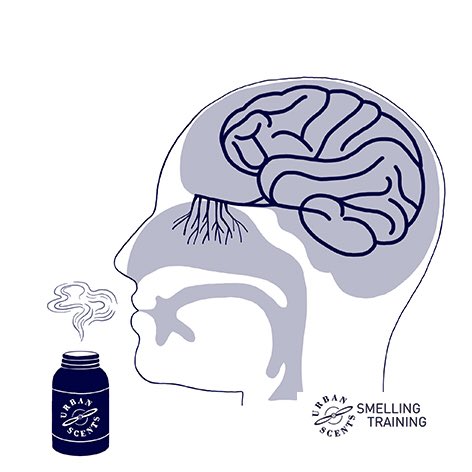 SmellingBack's tweet photo. Have you LOST your sense of SMELL?
Did you know that you can train it?
URBAN SCENTS - SMELLING TRAINING
®, 100% natural, can probably HELP!
It is the result of extensive research that has been conducted with a group of renowned international experts.
#anosmia #smellingtraining https://t.co/dNxlnGm4D7