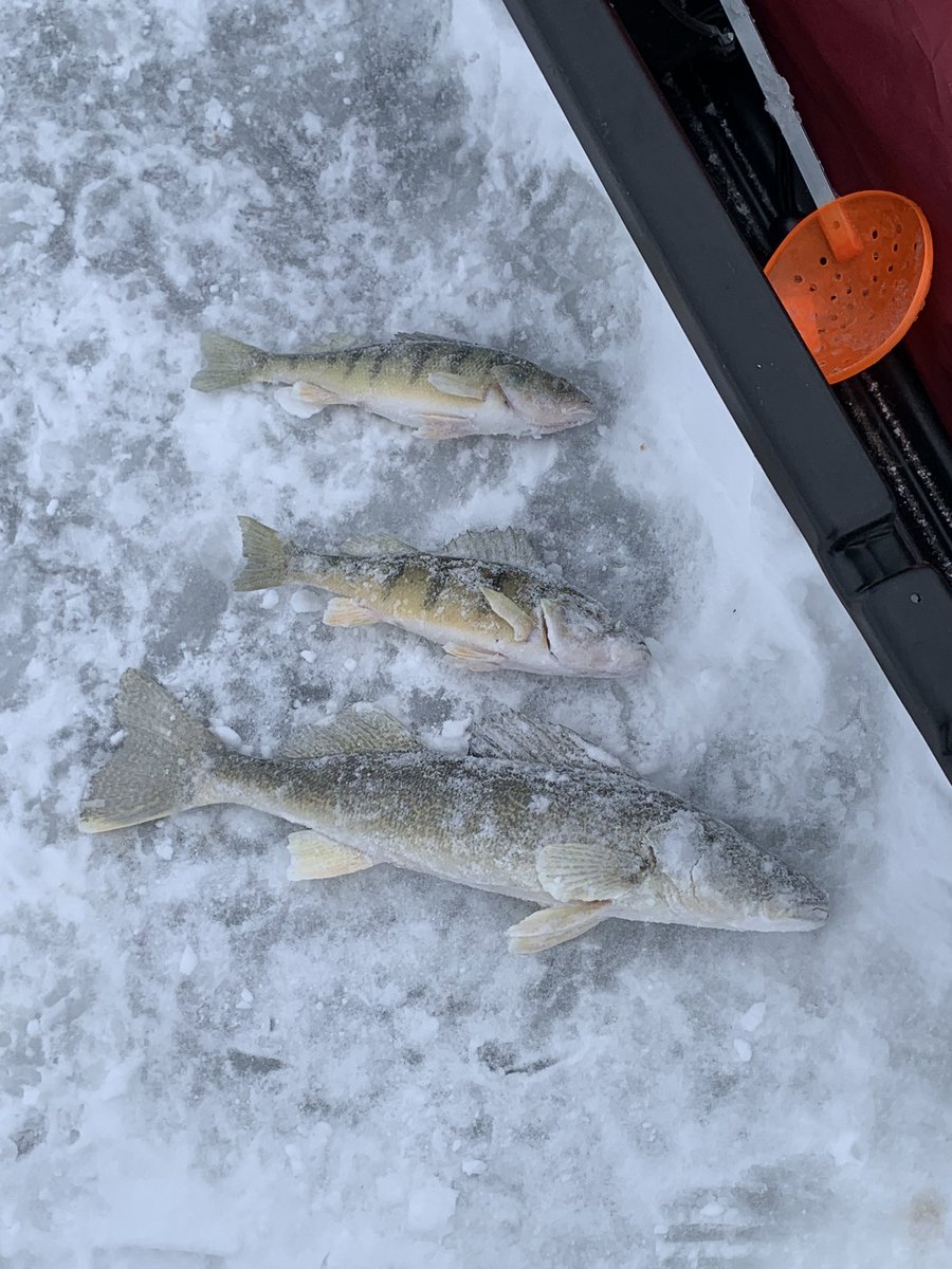 BoosterTim's tweet photo. Not a bad maiden voyage ice fishing.. #icefishing #ION #iceauger #NorthernMichigan @michiganoutdoor @ICE_MASTERS @InFishermanTV @WolfPackFish https://t.co/bSevlNKckI