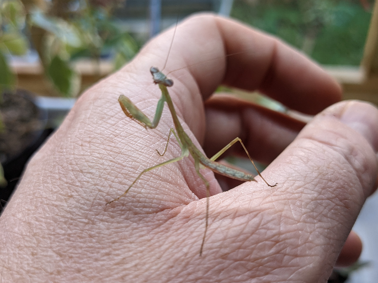 It's a well known fact that every time a Praying Mantis moults it becomes exactly 30% more spectacular. Therefore we have knocked 30% off our Marbled Mantis! Go and grab one! 
buff.ly/3HLAoQS
#prayingmantis #marbledmantis #headeater #husbanddeader