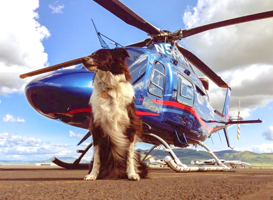 Is it just us or does it feel like a dog picture is necessary after this week? Here’s some free serotonin on this fine Saturday. Stay safe everyone. Take care of yourselves! 
#lifeflightnetwork #dogsoflfn #therewhenyouneedus  #freeserotonin #airmedicaltransport #airmedical #hems