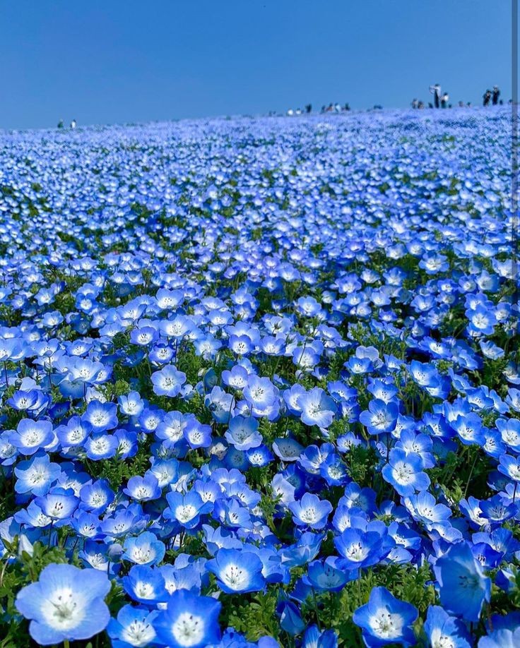 lucentheia's tweet photo. Yeosang as nemophila a.k.a baby blue eyes https://t.co/o0uh3zyoBh