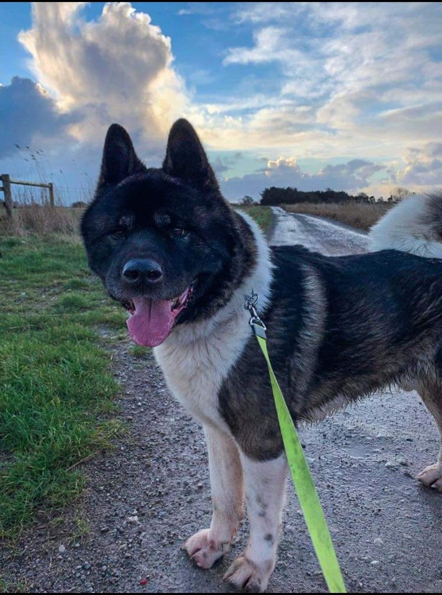 Meet Mr Pash. He’s loving the attention and going on walks, there’s so much exploring for him to do and he’s making sure he does. A cracking lad and just loves to please. People are Mr Pash’s most favourite thing. #SecondChance #rescuedog #scar #akita #AdoptDontShop #Rescueakita