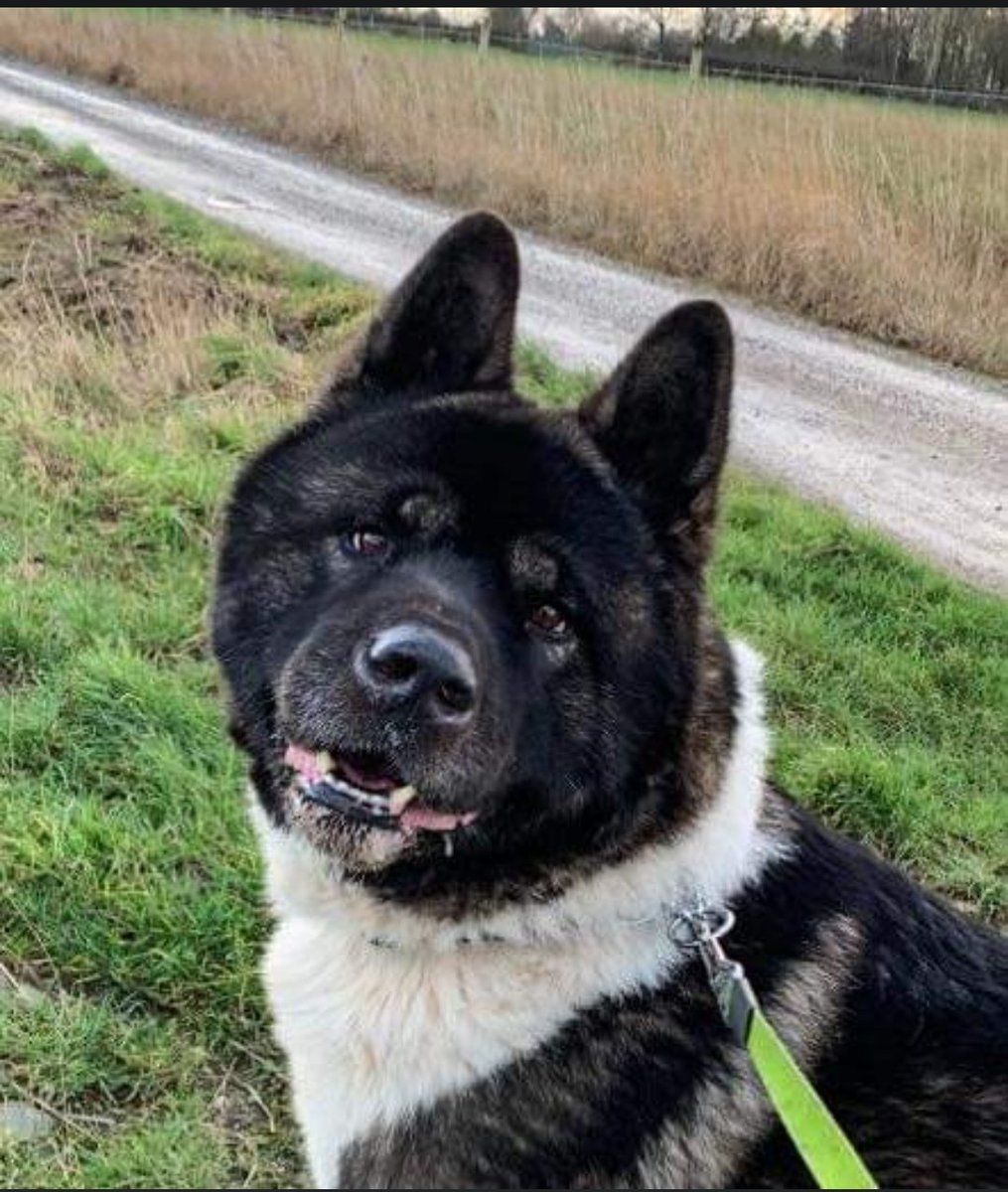 RescueAkita's tweet photo. Meet Mr Pash. He’s loving the attention and going on walks, there’s so much exploring for him to do and he’s making sure he does. A cracking lad and just loves to please. People are Mr Pash’s most favourite thing. #SecondChance #rescuedog #scar #akita #AdoptDontShop #Rescueakita https://t.co/q78vY1baWW