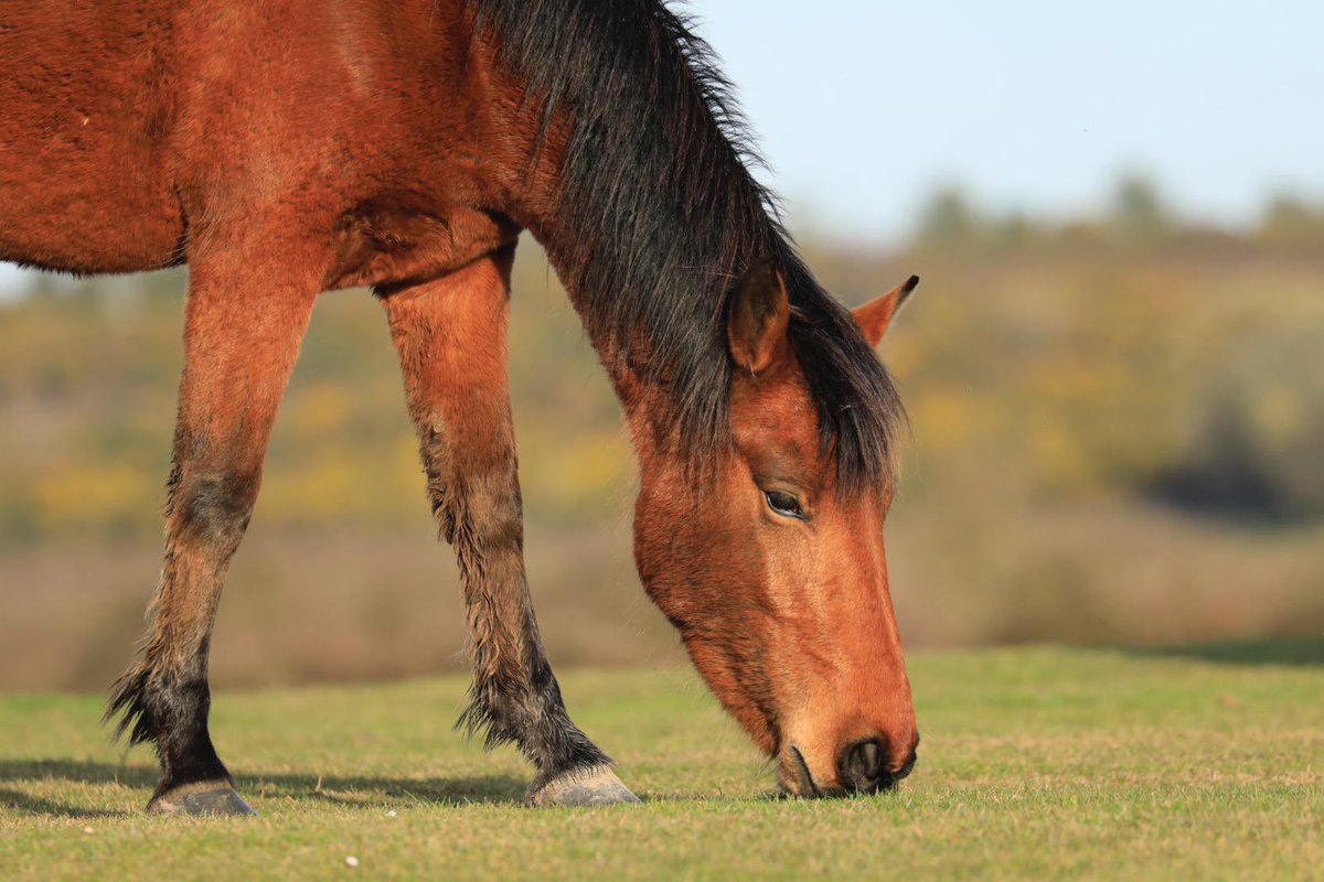 The walking &amp; cycle route between Ober Corner, near Brockenhurst &amp; Bank, near Lyndhurst will be closed on Sunday 9 Jan, from 9-12noon. Please avoid this route whilst ponies in the area are rounded up by the commoners &amp; the Agister. #NewForest #walking #cycling