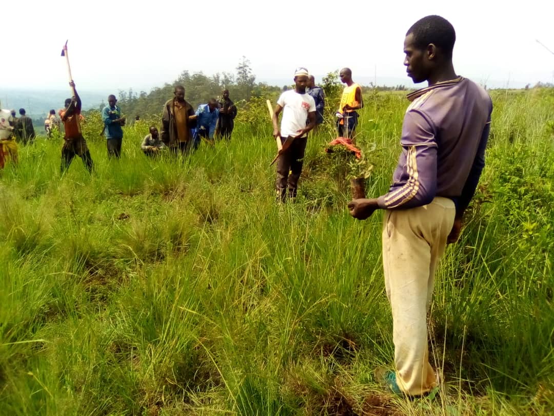 c_bugenyuzi's tweet photo. Leta nkozi leta #mvyeyi, plantation de plus de 4000 plants d'eucalyptus sur la colline #kabwira commune #bugenyuzi,@KarusiProvince : Admicom,ses conseillers,https://t.co/YsGkNfbL9W et la population .ewe #Burundi urambaye @GeneralNeva @NtareHouse @JimbereMag @RTNBurundi @CnddFdd https://t.co/IzNFTBzO5F