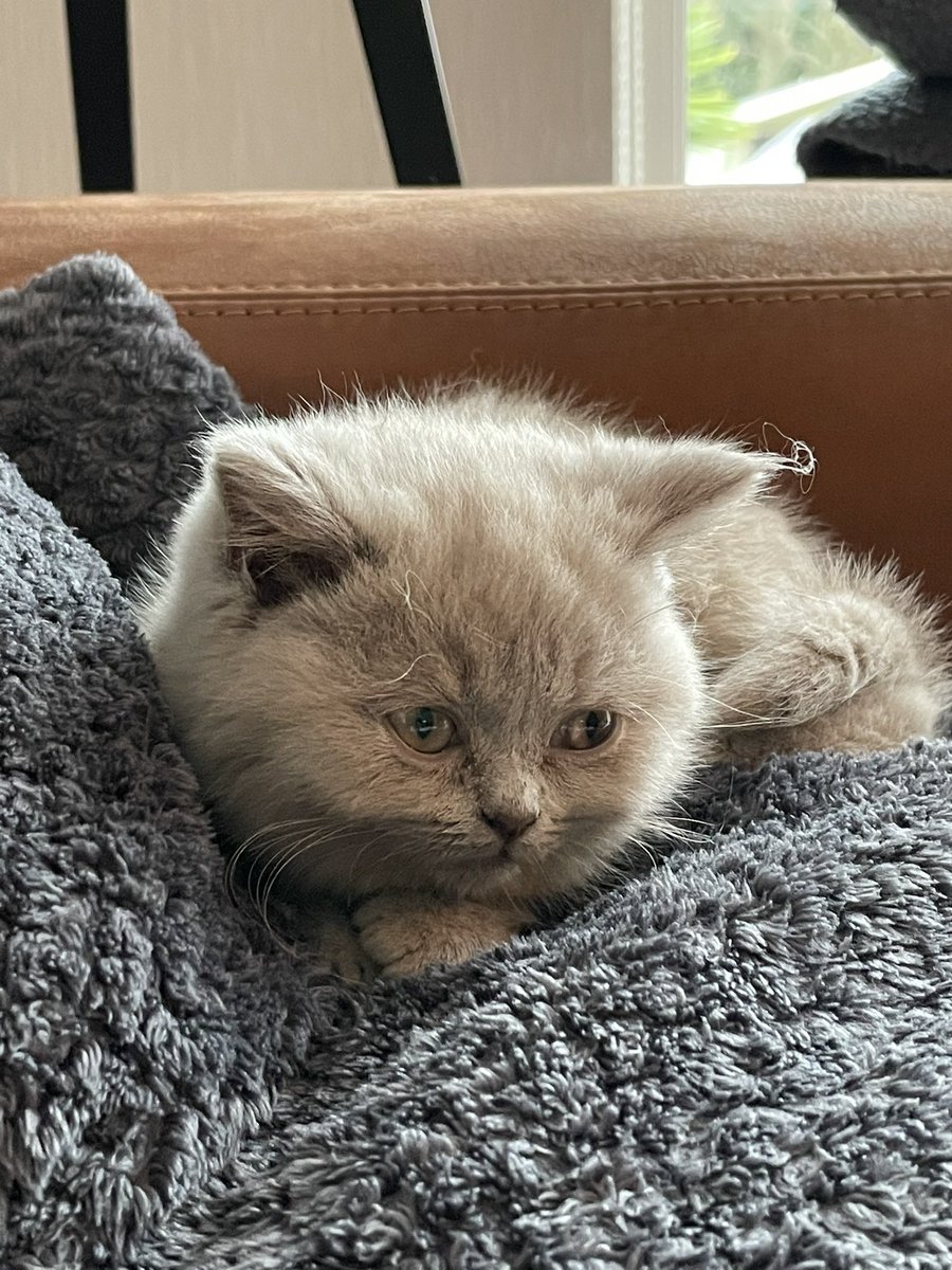GeMe2's tweet photo. Zo welkom lieve Juliette 🥰😻! https://t.co/auQVOZ87ut
