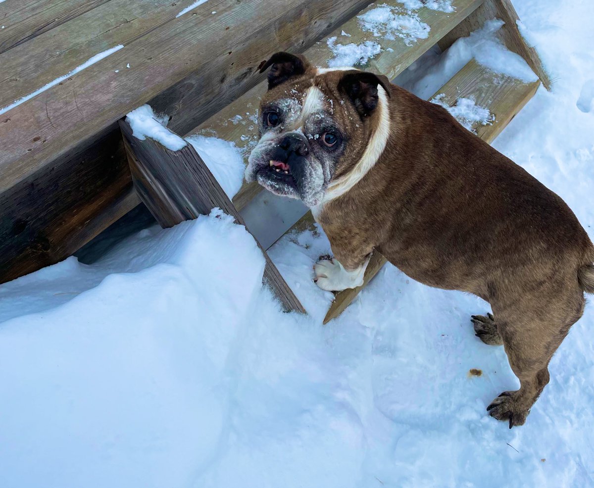 TobyBully's tweet image. My favorite outdoor activity is going back inside ❄️
(…jk I love snow 😌)