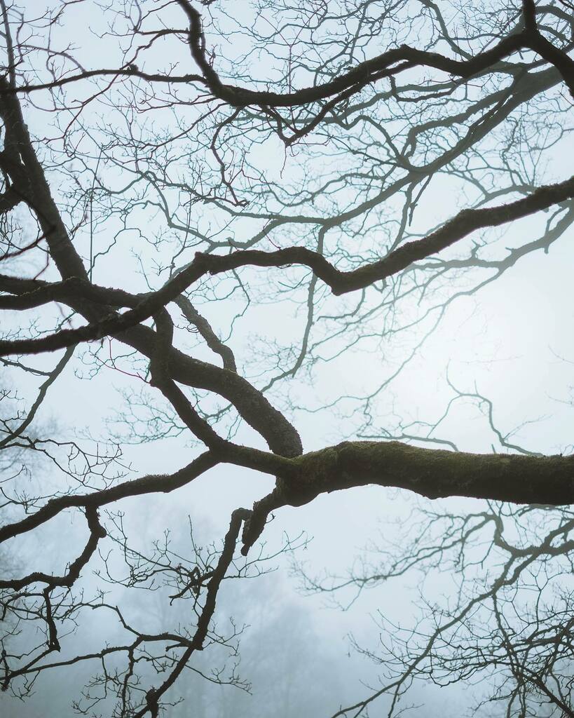 Danscape_Photo's tweet photo. Reaching All Corners

#woodlandphotography

#photography https://t.co/4NmAbUKrC1