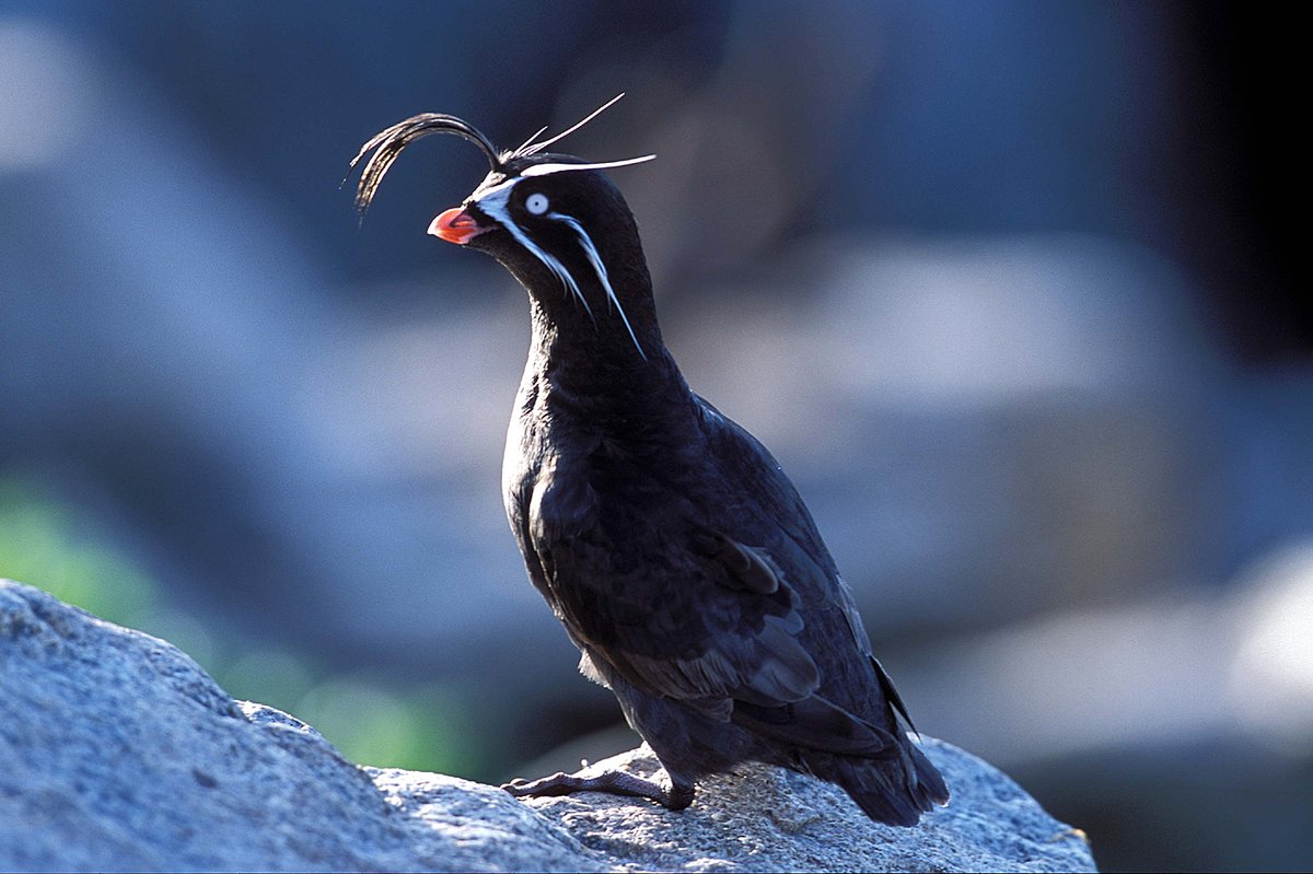 Whiskered Auklet is arguably one of the most ornamented seabirds in the northern hemisphere. A paper that published yesterday at the Oxford University Press, we studied patterns of ornament variation of it in Alaska, USA. 

academic.oup.com/auk/advance-ar…