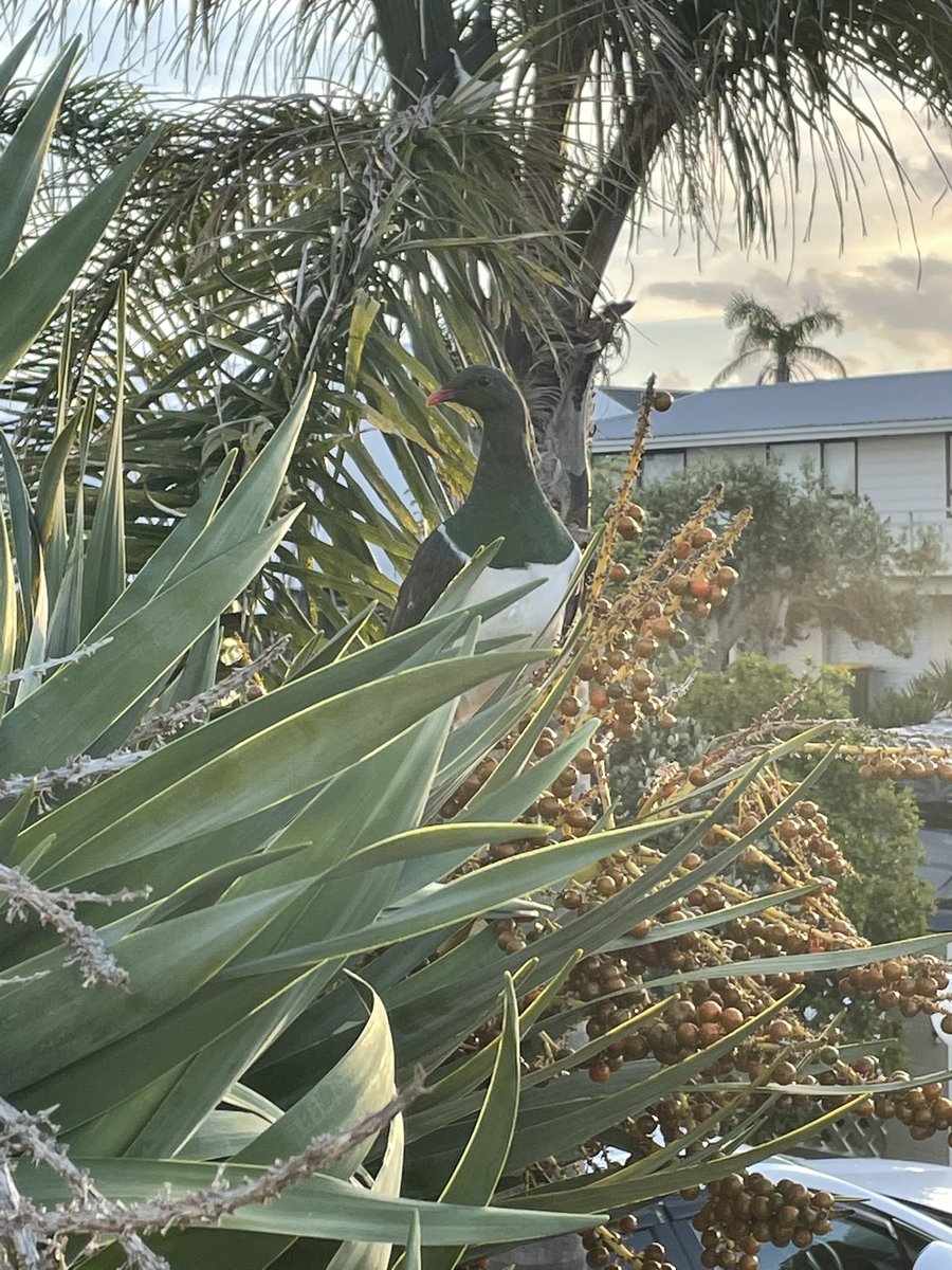 birdsiveiw's tweet photo. A couple Kererū  came to say good evening and snack on some berries last night in Omaha. #ivemetthisbird #nznative #kereu #birds https://t.co/pkDCO02n9W