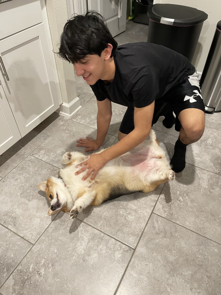 PrincessCorki's tweet photo. Right there! #bellyrubs #corgi https://t.co/B2zsGw4iCv