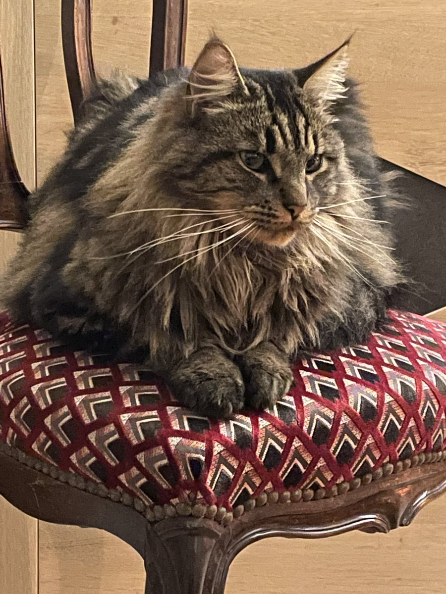 cartolycee's tweet image. Il a quand même du style ce chat qui vit chez moi…#digression féline