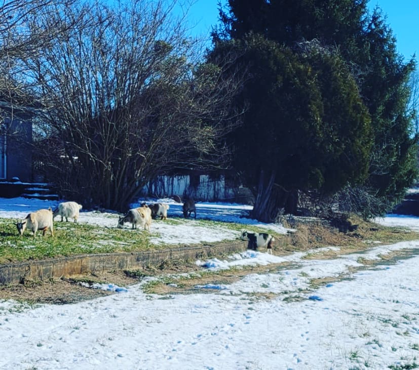 runSue19's tweet photo. 21 degrees, snow, icy patches, fields, goats and 10 miles done.πβοΈπ That was chilly, but always worth it! #loveyourrun #teamultra #alteregorunning #honeystinger #mindovermatter #marathontraining #longrun #madein81 #mappingphroads https://t.co/e1hDcACJLr