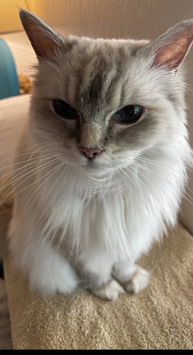 ETStrickland's tweet photo. #Caturday in memory of Bella https://t.co/ULgdXjj09P