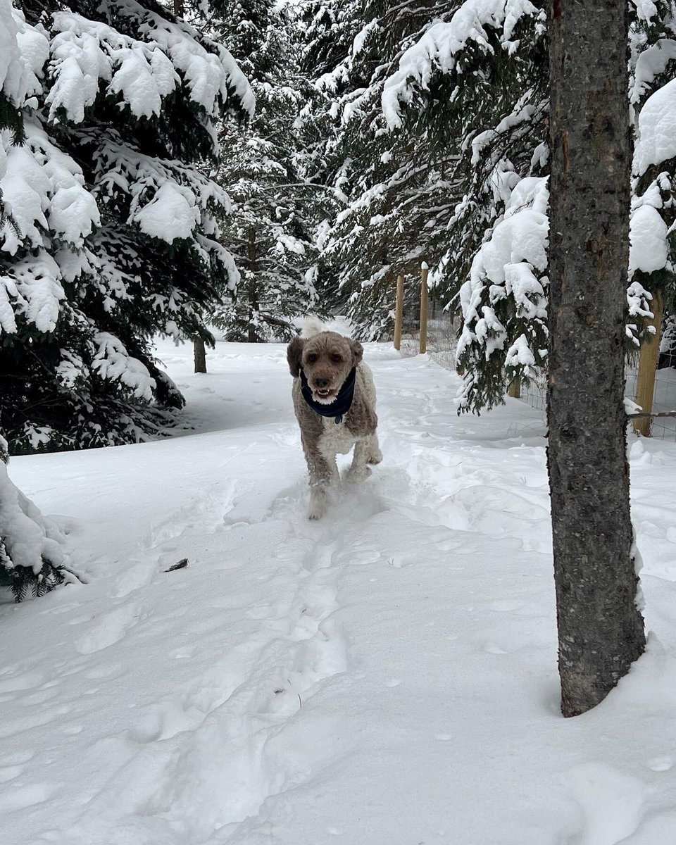 g_sinc's tweet photo. @JohnStantonRR best winter running photo.  #baxter and #louie #goldendoodles #albertawinters #running https://t.co/CPirGRGIoP