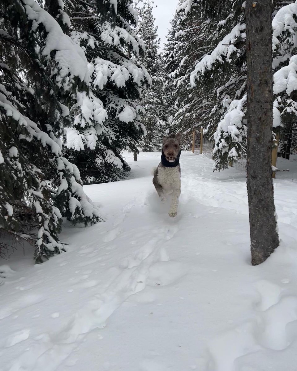 g_sinc's tweet photo. @JohnStantonRR best winter running photo.  #baxter and #louie #goldendoodles #albertawinters #running https://t.co/CPirGRGIoP