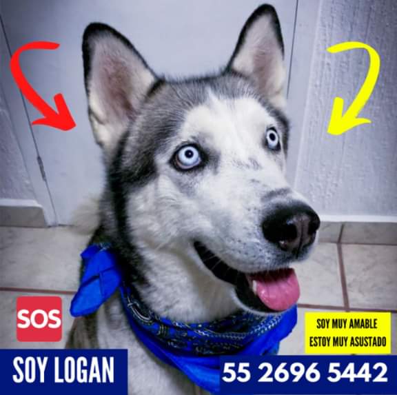 leluna73's tweet photo. #Logan #Extraviado 
#Coacalco #VillaDeLasFlores 
Se perdió en #Azhares no. 116.
Por favor ayudemos con #Rt 
Muchas gracias 
@MascotasSismo
@PrrosPerdidosMX @perrososmx https://t.co/HA3HnVNQk8