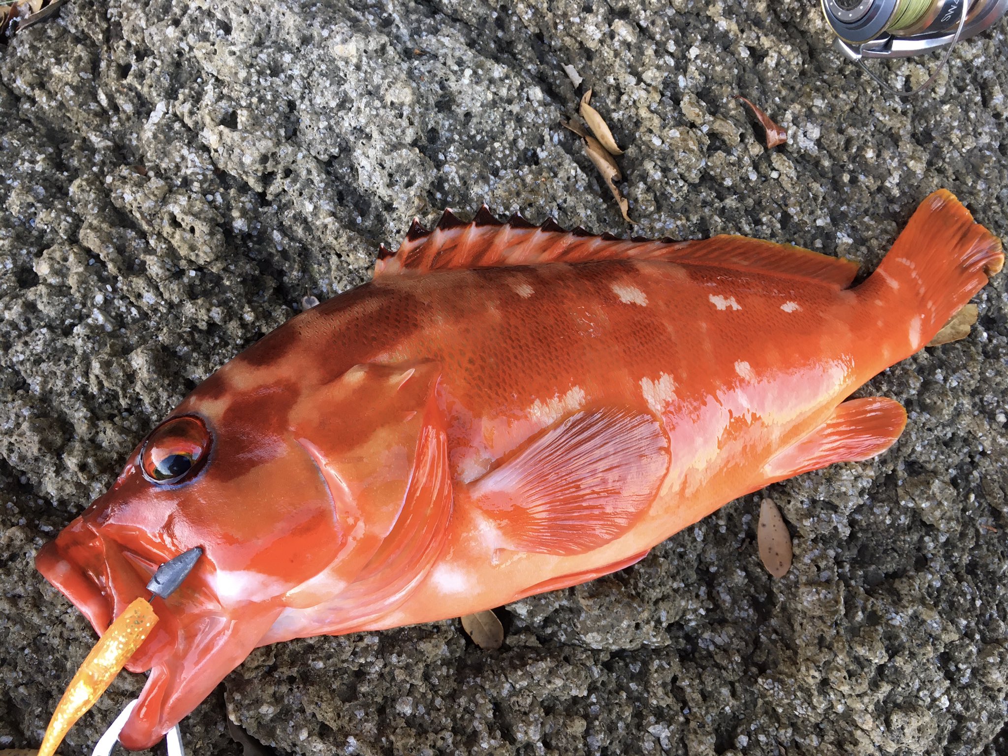 沖縄・離島除く全国届 ヤマガブランクス アーリー フォーロック 86MH